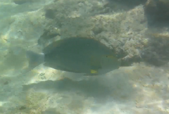 Acanthurus xanthopterus