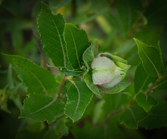 Rabdophaga rosaria