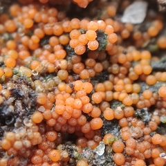 Hydropisphaera peziza