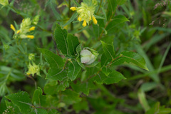 Rabdophaga rosaria