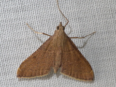 Endotricha pyrosalis