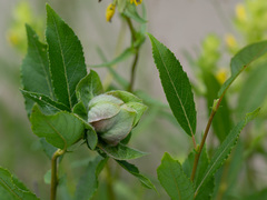 Rabdophaga rosaria