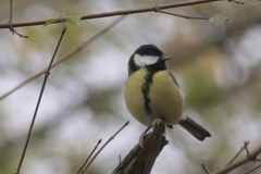 Parus major