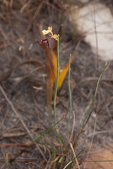 Tritoniopsis parviflora