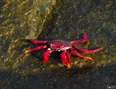 Grapsus adscensionis
