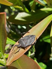 Poecilometis australasiae