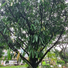 Garcinia xanthochymus