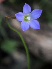 Wahlenbergia gracilenta
