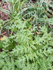 Phacelia tanacetifolia