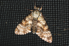 Manduca florestan