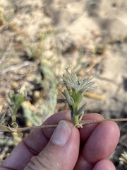Mesembryanthemum canaliculatum