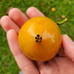 Garcinia xanthochymus