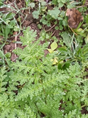Phacelia tanacetifolia