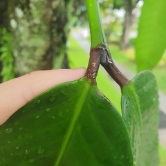 Garcinia xanthochymus