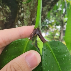 Garcinia xanthochymus