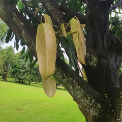 Garcinia xanthochymus