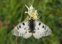 Parnassius nordmanni