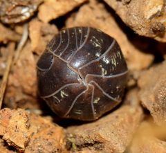 Armadillidiidae