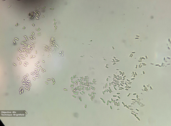 Nectria