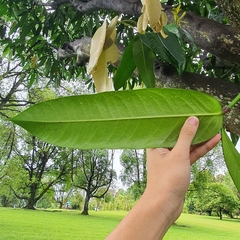 Garcinia xanthochymus
