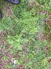 Phacelia tanacetifolia