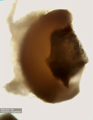 Nectria