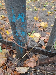 Nectria