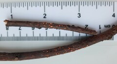 Nectria