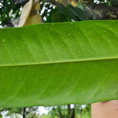 Garcinia xanthochymus