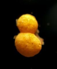 Nectria