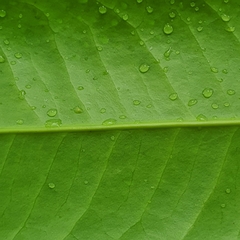 Garcinia xanthochymus