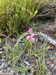 Lachenalia salteri