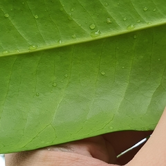 Garcinia xanthochymus