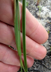 Moraea bituminosa