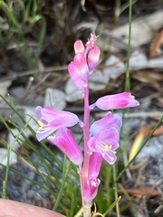 Lachenalia salteri