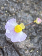 Utricularia bisquamata