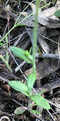 Wahlenbergia gracilenta