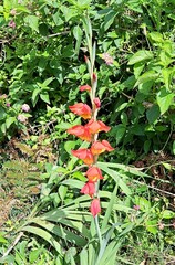 Gladiolus dalenii