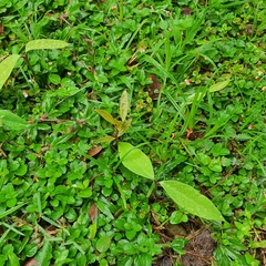 Garcinia xanthochymus