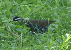 Gallirallus torquatus
