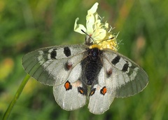 Parnassius nordmanni
