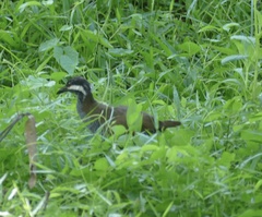 Gallirallus torquatus