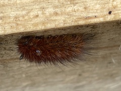 Spilosomina