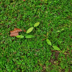 Garcinia xanthochymus