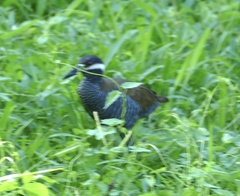 Gallirallus torquatus