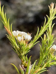 Diosma hirsuta