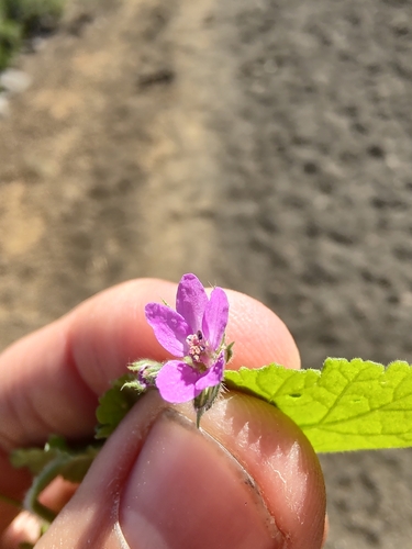 Geraniaceae image