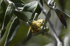 Buddleja cordobensis