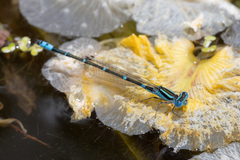 Austroagrion watsoni