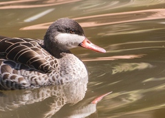 Anas erythrorhyncha